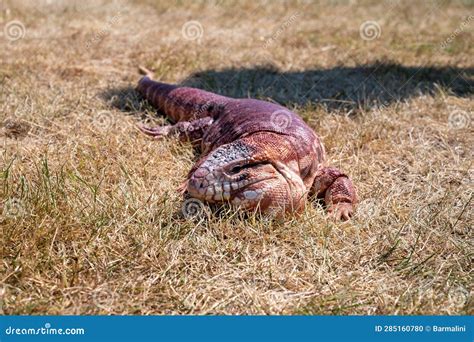 Argentinian Red Tegu Lizard Salvator Rufescens Common In Exotic Pet