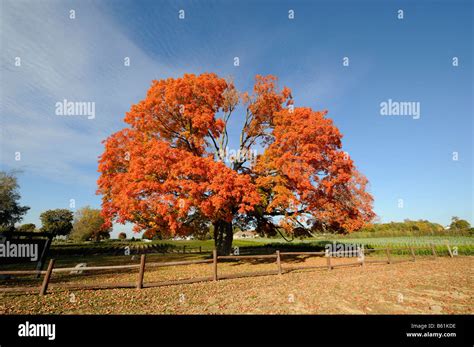 Comfort Sugar Maple Tree Oldest Canada 500 Years Pelham Ontario Niagara