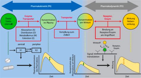 Pharmakologie Pharmakokinetik Karteikarten Quizlet