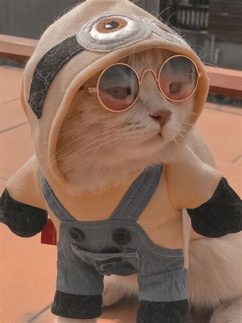 El Gato Aesthetic En 2023 Mascotas Bonitas Gatitos Adorables Cachorros Adorables