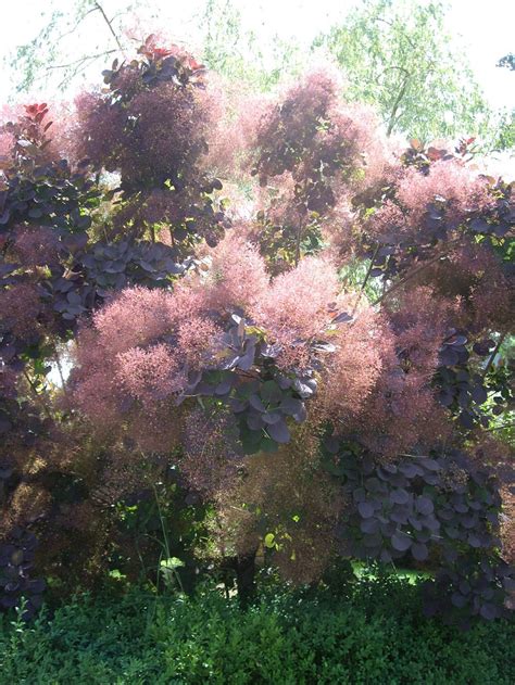 Plantfiles Pictures Cotinus Species European Smoke Tree Cookes