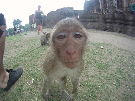 Lopburi, kingdom of Monkeys – Romy and Co