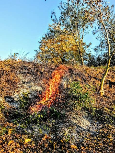 Plantas Que Crecen En El Campo Contra Un Cielo Despejado Foto Premium