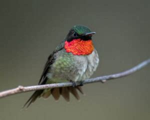 4 Hummingbirds in Missouri (With Pictures)