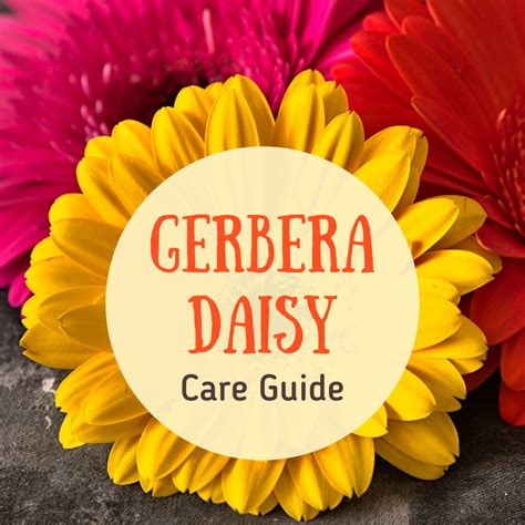 How to Care for the Gerbera Daisy - Dengarden