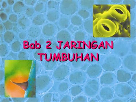 Bab 2 Jaringan Tumbuhan Ppt