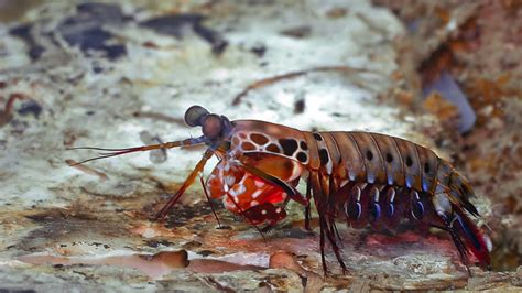 Mantis Shrimp Wallpaper Hd 74951 Baltana