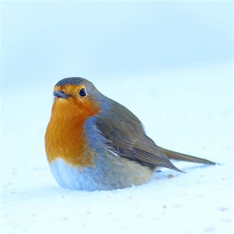 European robin in the snow (Oslo, Norway) : r/birding