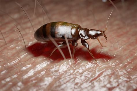 types  bed bug removal north american home services