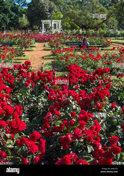 Bosques de Palermo park in Palermo, the rose garden (El Rosedal de ...