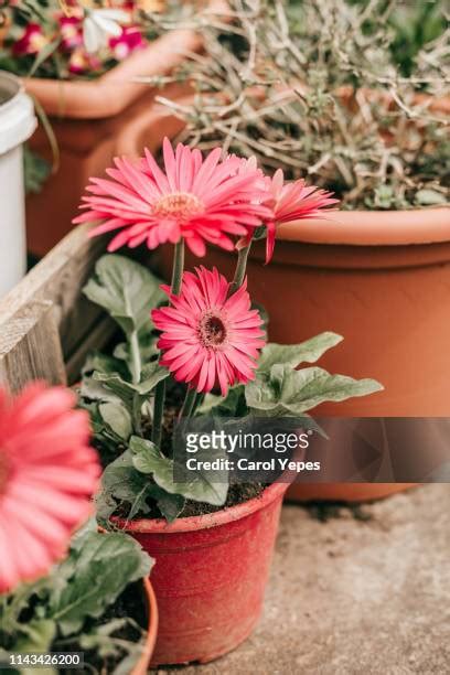 Gerbera Daisy Houseplant Photos And Premium High Res Pictures Getty