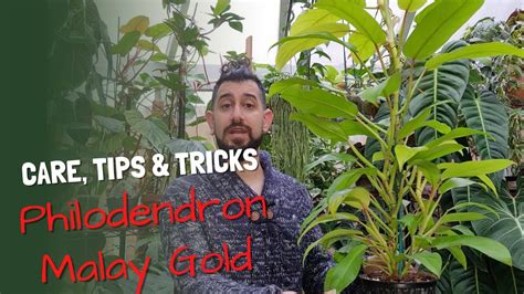 Philodendron Malay Gold Golden Goddesslemon Lime Care And Tips Youtube