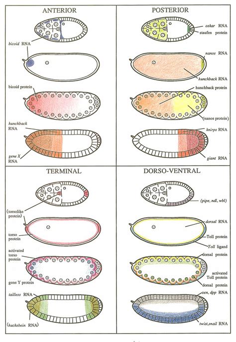 [pdf] The Origin Of Pattern And Polarity In The Drosophila Embryo