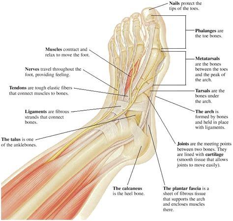 Foot Parts Of Anatomy And Physiology