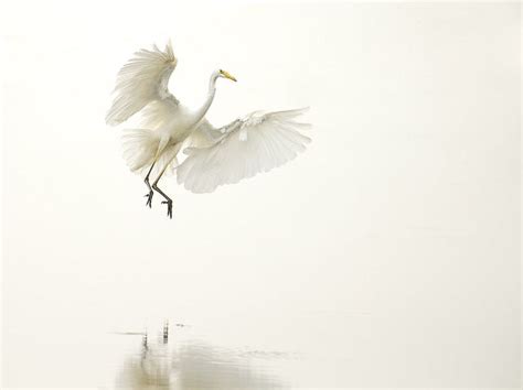 Grote Zilverreiger Land In De Mist Van Erik Veldkamp Op Canvas Behang