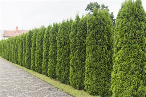 How to Use Trees as Hedges | Complete Tree Care