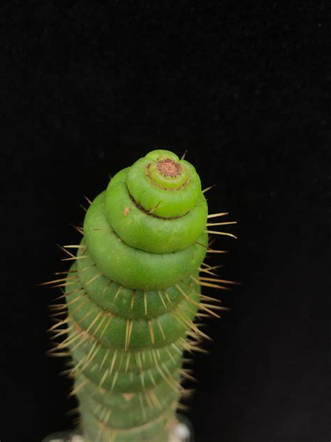 Eulychnia castanea spiralis – Cactaceae Storeiencius
