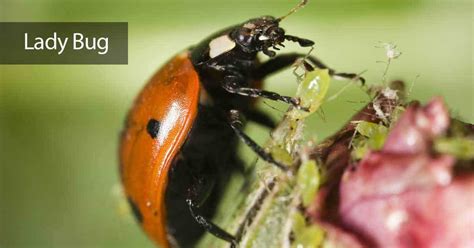 Why And How To Use Lady Bugs In The Garden