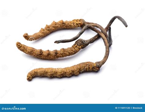 Wild Cordyceps Sinensis Tibet Whole Pieces Isolated On White