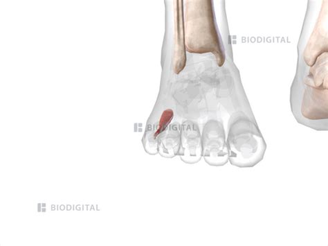 Right Flexor Digiti Minimi Brevis Of Foot Biodigital Anatomy