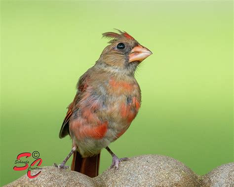 Juvenile Northern Cardinal At The Waterin Hole Photograph By Nancy Schanda