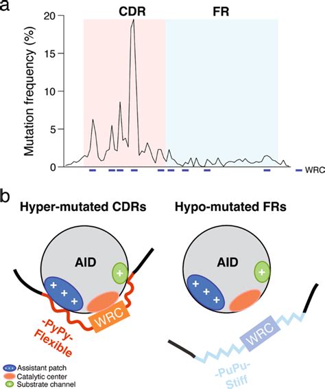 Dancing With DNA AID Embraces Flexible Partners Cell Research X MOL