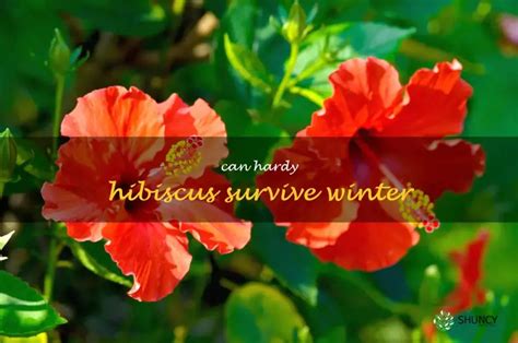 How To Protect Your Hardy Hibiscus Through The Winter Season Shuncy