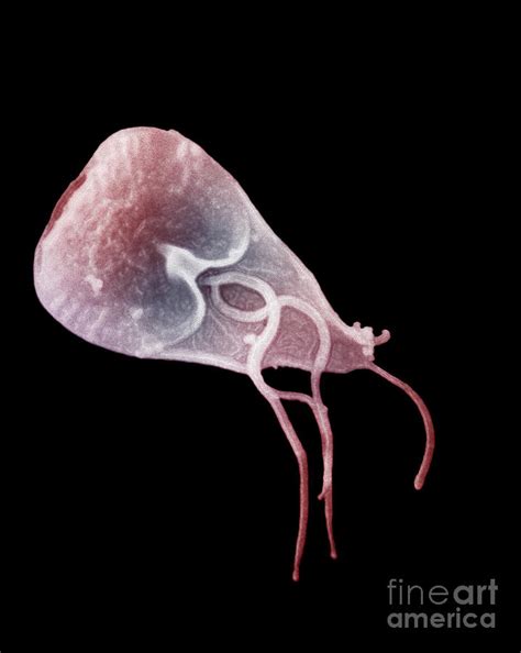 Giardia Lamblia Photograph By Science Source Pixels