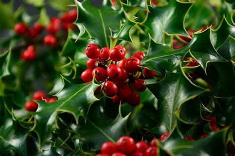 American Holly Bush Seeds Warrior Apothecary