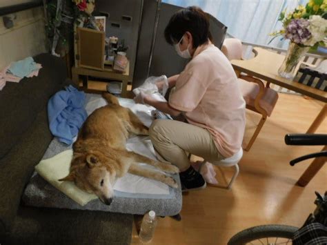 大喜の体調は低空飛行 さくらの里山科公式ブログ ご入居者様とワンちゃん、猫ちゃん