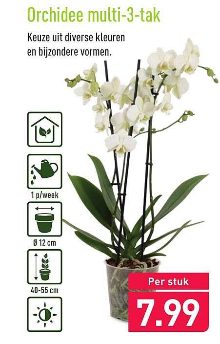 Orchidee Multi 3 Tak Aanbieding Bij ALDI 1Folders Nl