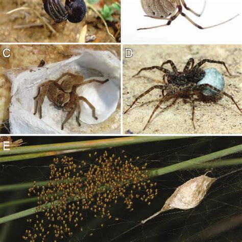 Various Aspects Of The Life Cycle Of Spiders A Female Latrodectus Download Scientific Diagram