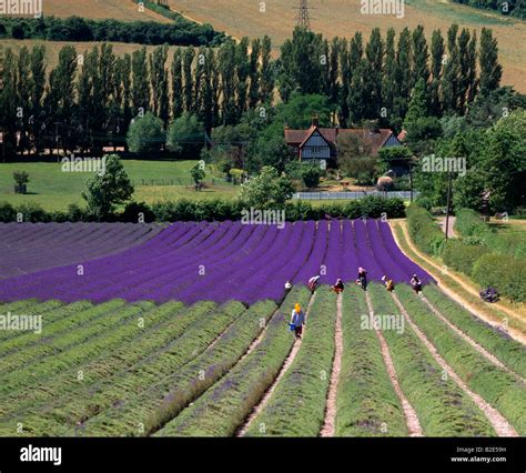 View Of Lavender Being Harvested At Castle Farm Shoreham Darent