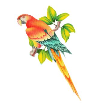 Colorful Cute Bird Bird Colorful Jungle PNG Transparent Clipart