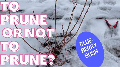 WHY And HOW To Prune BLUEBERRIES BLUEBERRY BUSHES NEED PRUNING TO