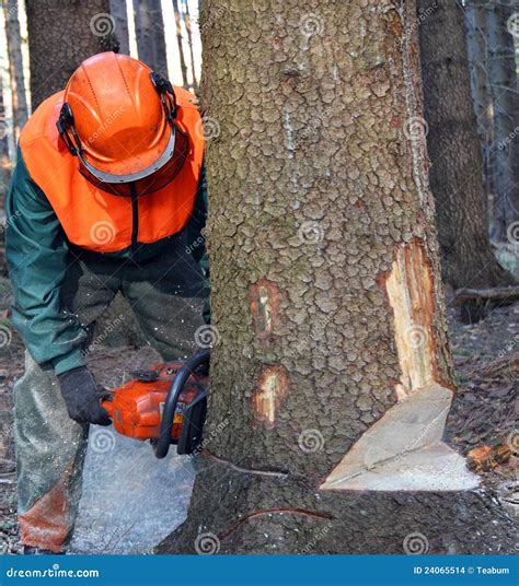 Lumberjack Cutting Down Tree Stock Images Image