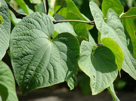 Kava Kava La Planta Que Alivia El Dolor Y El Ltimo Descubrimiento