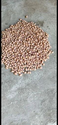 Mungfali Dana, Packaging Size: 50 at Rs 100/kg in Araria | ID: 27433853048