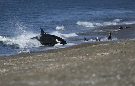 valdes peninsula whale bay. Orca and wright whales. Patagonia, Iguazu ...