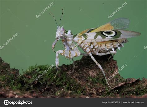 Spiny Flower Mantis Pseudocreobotra Wahlbergii Flapping Its Beautiful