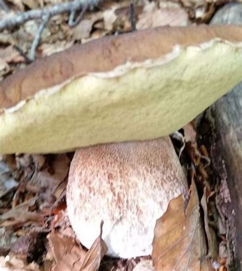 Coltivare Funghi Champignon Guida Per Principianti