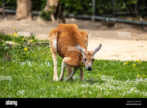 The red kangaroo, Macropus rufus is the largest of all kangaroos, the largest terrestrial mammal ...