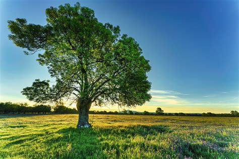 Sei wie ein Baum Was wir von Bäumen lernen können Büro für