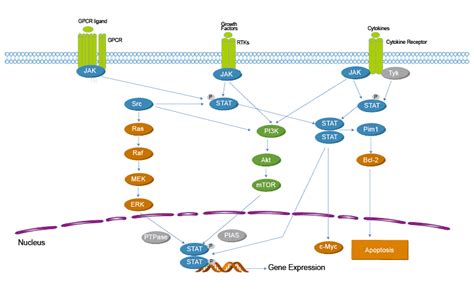 Jak Stat Signaling Pathway Inhibitors From Medchem Express