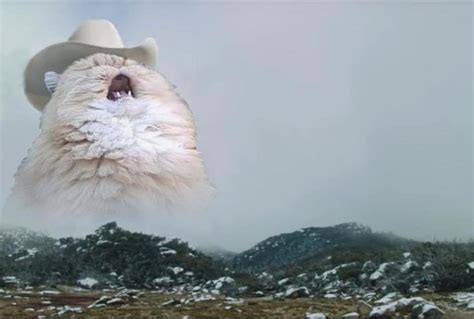 Screaming Cowboy Cat Blank Template - Imgflip