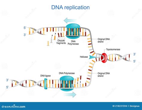 DNA Replication. Okazaki Fragments Stock Vector - Illustration of process, model: 218231594