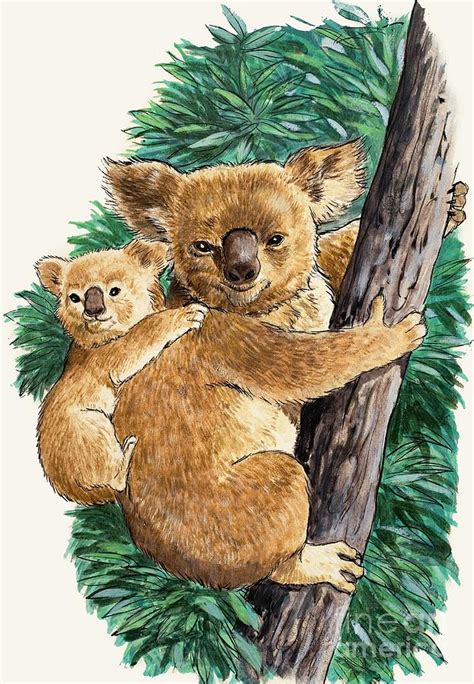 Koala Bear And Baby Painting by English School | Fine Art America