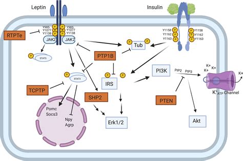 Frontiers The Role Of Inflammation In Diabetic Retinopathy