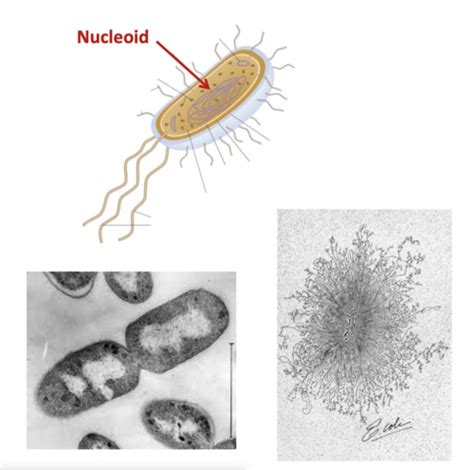 Bacteriology Flashcards Quizlet