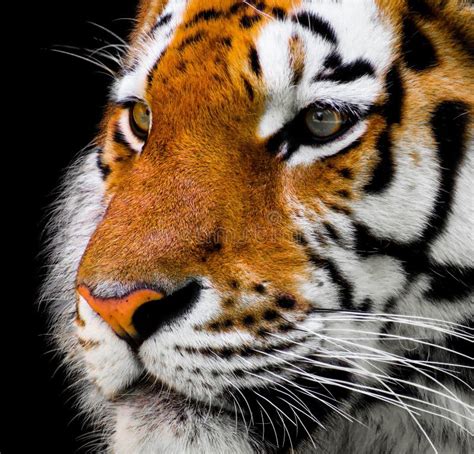 Wildlife, Tiger, Whiskers, Mammal Picture. Image: 114712115